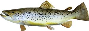 Picture of brown trout.