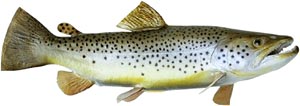 Fat fish like brown trout are also foods that effectively lower cholesterol