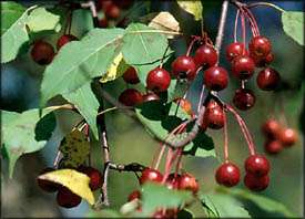 Cranberries as healthy foods to lower cholesterol: Red cranberries hanging on tree.