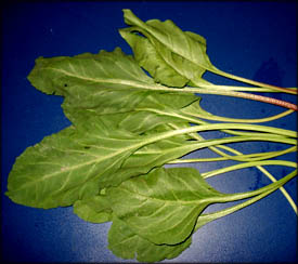 Super foods to lower cholesterol: green leaves of spinach on blue table.