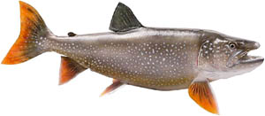 Salmon is a healthy kind of low cholesterol foods: Photo of whole spotted salmon.