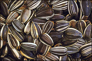 Big pile of sunflower seeds to lower your cholesterol levels.
