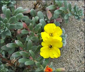 Evening primrose oil can also be used to lower cholesterol. 