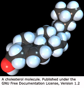 A cholesterol molecule.