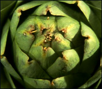 Artichoke leaf extract as a natural cholesterol lowering supplement.