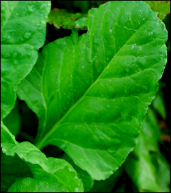 Rich green spinach leaf.